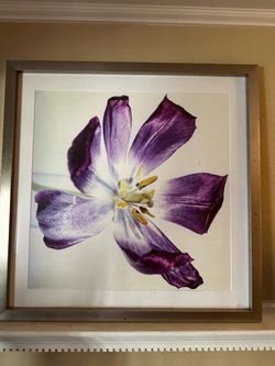 Framed Purple Tulip Flower Photo Print
