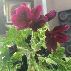 Planta Geranio Dark Purple Morado Oscuro 