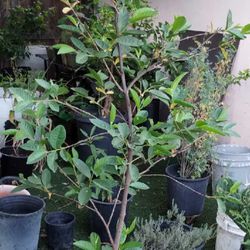 Guayaba/ Guava Plant