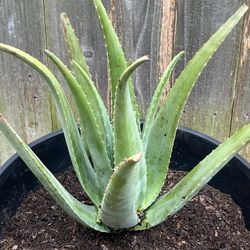 Savila Plants 