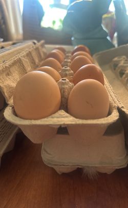 Backyard Brown Chicken Eggs $5