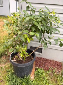 2 free blueberries
