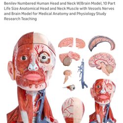 Human Head And Neck/Brain Model