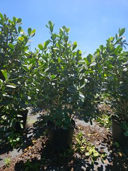 clusias podocarpus  Instant privacy  Hedge  for fences