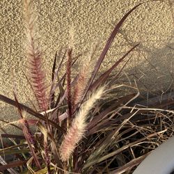 2 Plants With Nice Planter Plastic