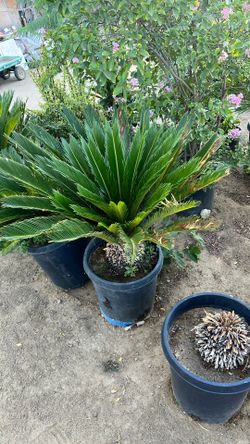 Sago Palm 