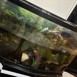 Fish Tank Set Up