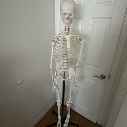 Skeleton 