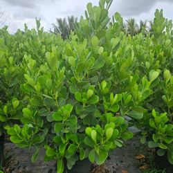 Huge Clusias 5 To 6 Feet Tall Instant Privacy Hedges For Fence