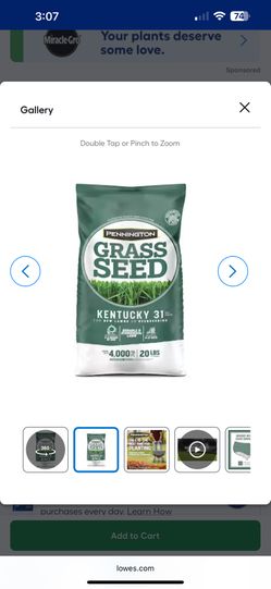 GRASS SEED