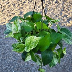 Pothos/ Philodendron Plants ( Cebu, Golden , Brasil And Heartleaf) 8" Pot $10 Each