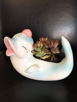 Real live succulents make great gifts