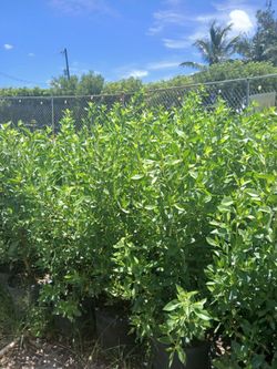 Green Buttonwood Hedges 7gl $16