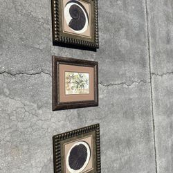 2 Pictures Of Shells And A Picture Of A Plant