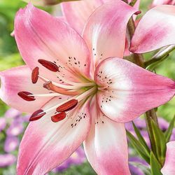 Oriental Lily Plants In Bloom Now 