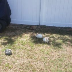 conejos
