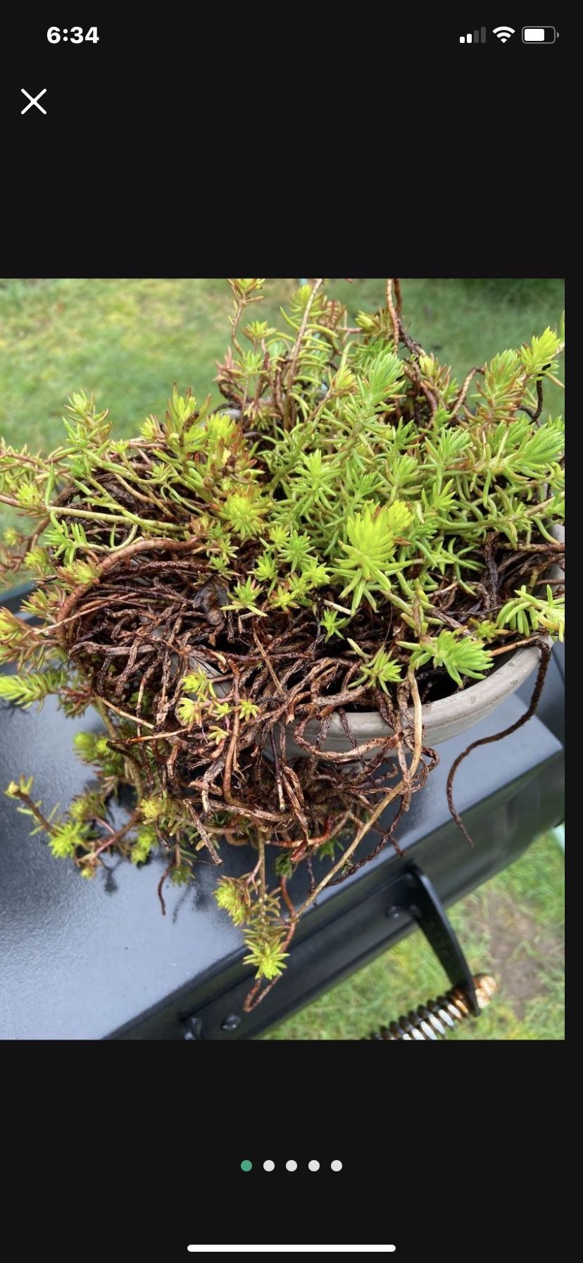 Grey Clay Pot Full Of Sedum And Succulent