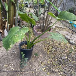 Big Elephant Ear Plants Looking To Sell Quick 