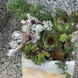Succulent arrangement in cement square pot