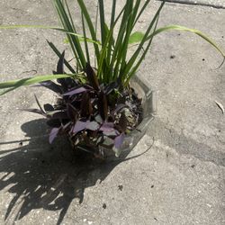 Purple Heart With Lemongrass 