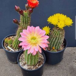 Trichocereus Cactus For Collectors