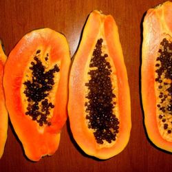 Papaya Fully Grown Seedling Plant 4 Ft Tall In 4 Gallon Pot