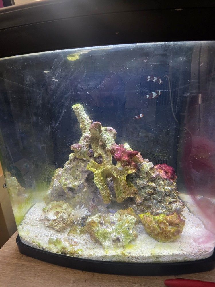 Biocube 15g Reef Tank