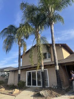 Palm Tree