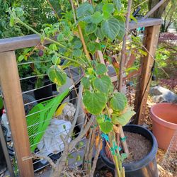 Peruvian Ground Cherry Plant