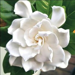 Very Fragrant Aimee Gardenia flower plant, rooted cutting