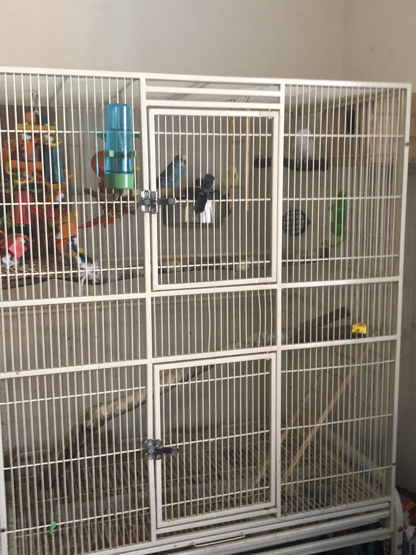 Bird Cage With 5 Birds