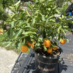 Calamansi/ Calamondin Plant