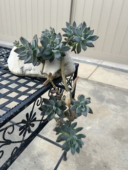 Succulents In Pots