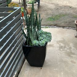Large  Modern Pot With Snake Plant & Succulent – Beautiful & Fully Established