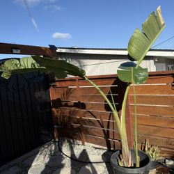 Bird Of paradise Palms
