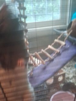 Like 12 Baby Mice N 2 Lrg Rats 1 Med