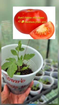 Tomato 🍅