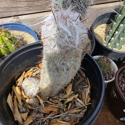 Old Man of the Mountain Cactus
Oreocereus Trollii
