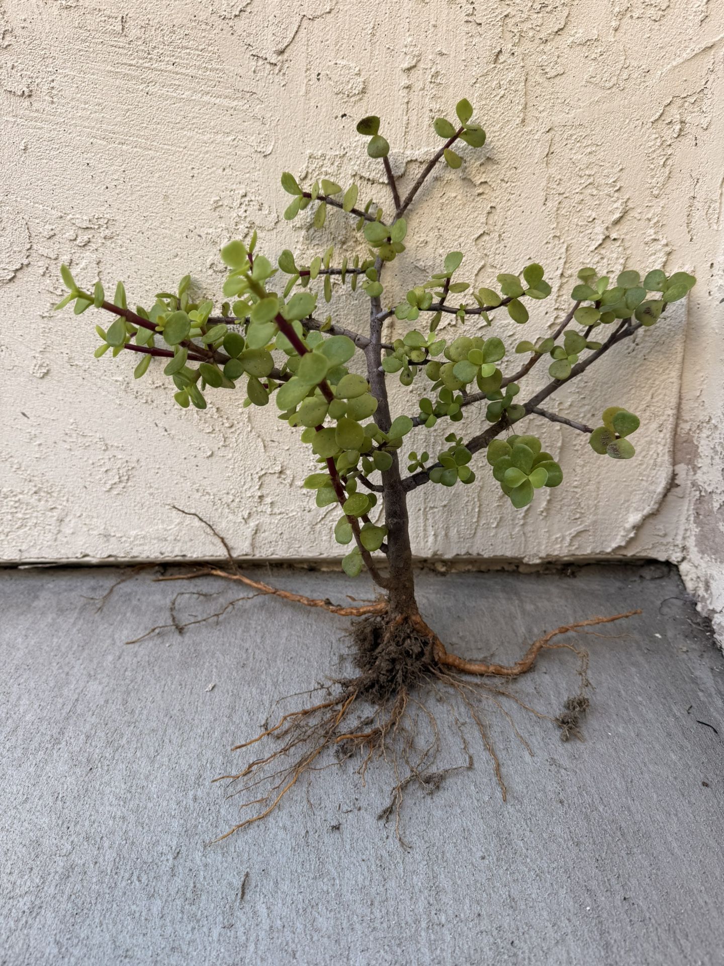 Portulacaria Afra 15" tall– Elephant Bush, Jade