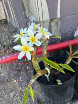 Plumeria