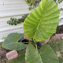Elephant Ear Plants For Sale 