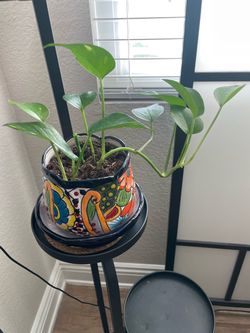 Ivy House Plant in Ceramic Talavera Pot ((Pothos/Devil’s Ivy)