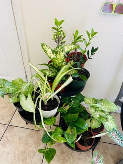 Plants for sale 10 each