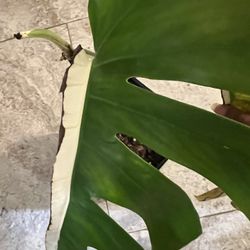 Variegated Monstera Albo Plant Cutting (pls Read Description Below)