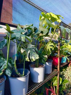 Plants (6”&10”pot🌿Monstera thai constellation $20 each)