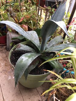 Agave