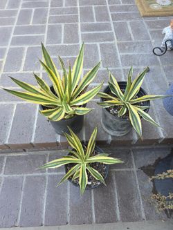 Agave lophantha 'Quadricolor’