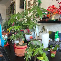 Live And Thriving Pachira Aquaticas (Money Tree Plants)
