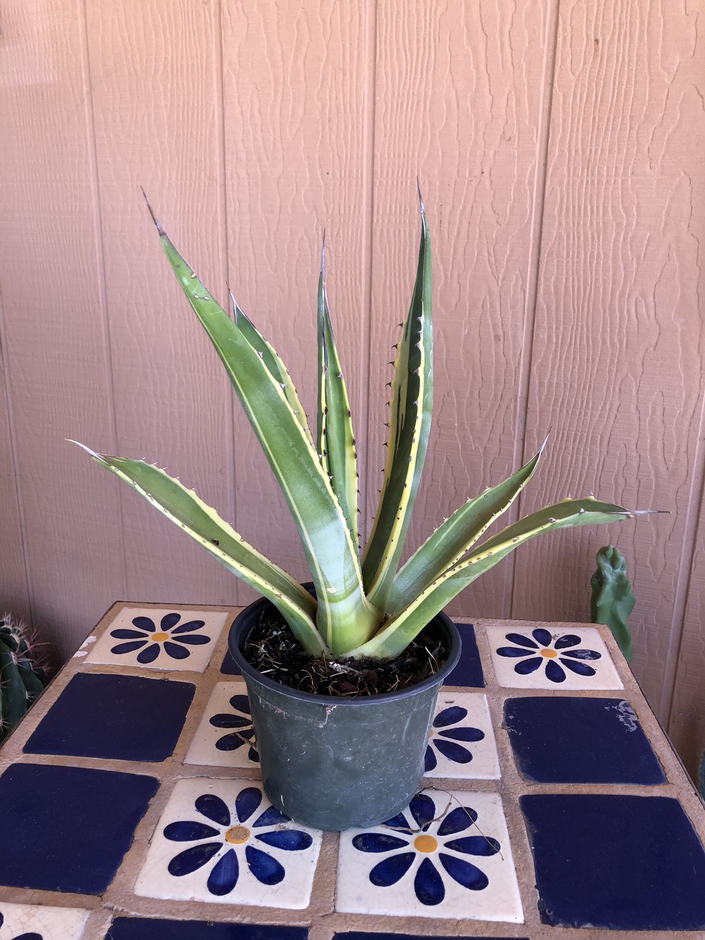 Plant Succulent Cactus Agave Americana Variegated