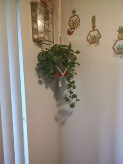 Hanging House Plant